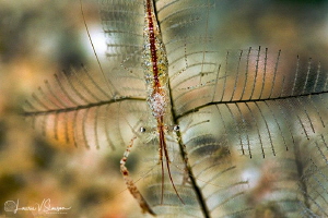 Brownstripe Hydroid Shrimp/Photographed with a Canon 60 m... by Laurie Slawson 